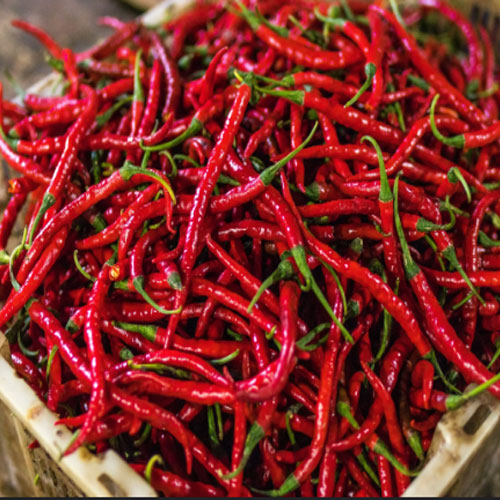 Red Chilli Red Chilli